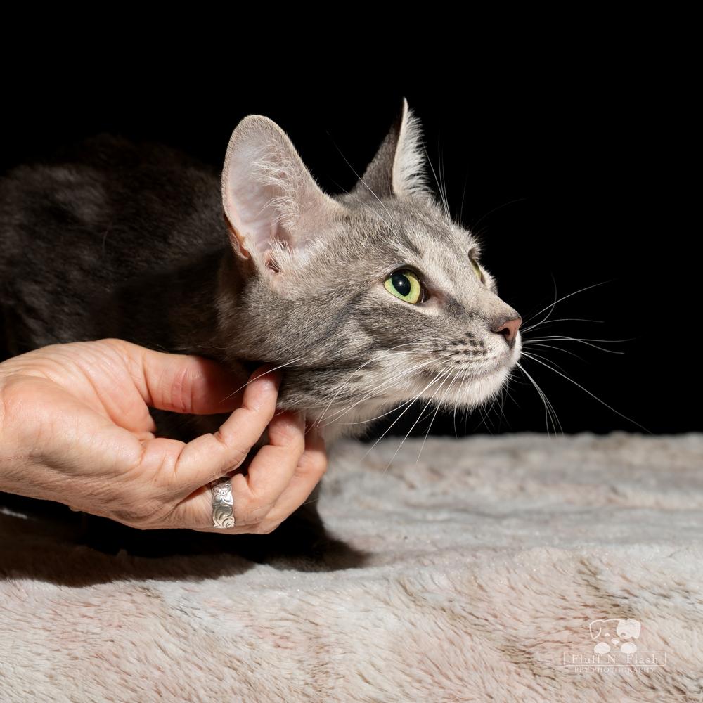 Enlarge Starlite, a Adoptable Tabby in Calimesa, CA image 3/4
