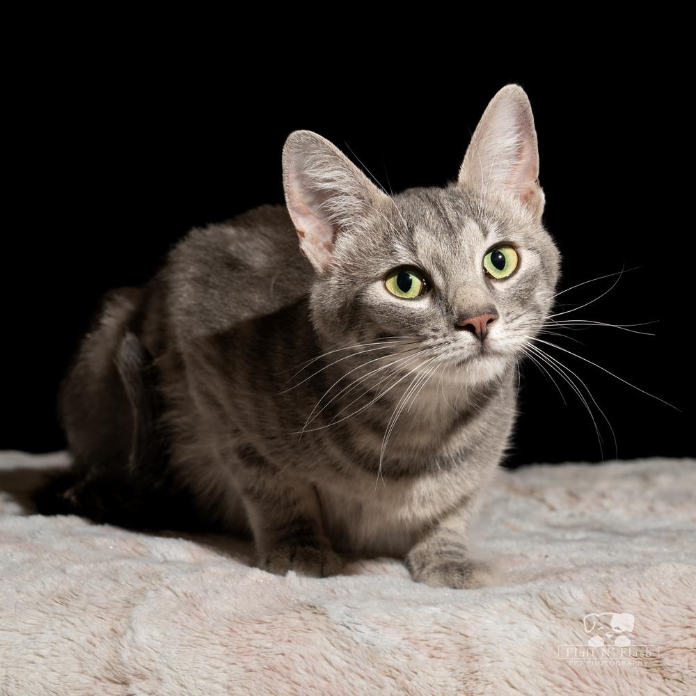 Enlarge Starlite, a Adoptable Tabby in Calimesa, CA image 4/4