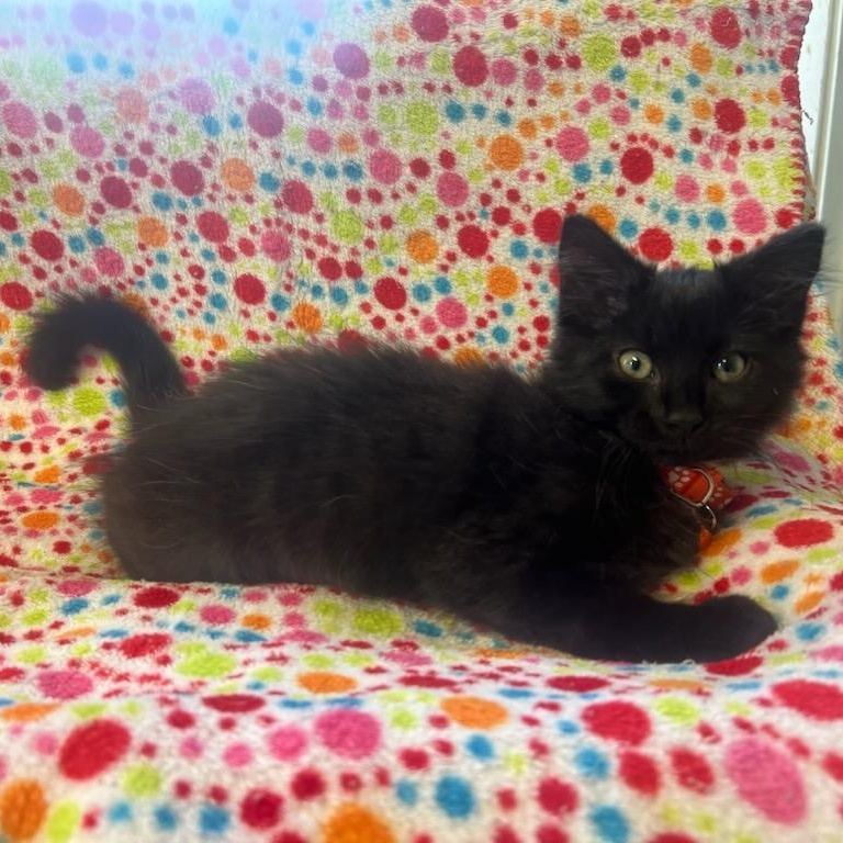 Hogan, an adoptable Domestic Short Hair in Greensburg, PA image 3/3