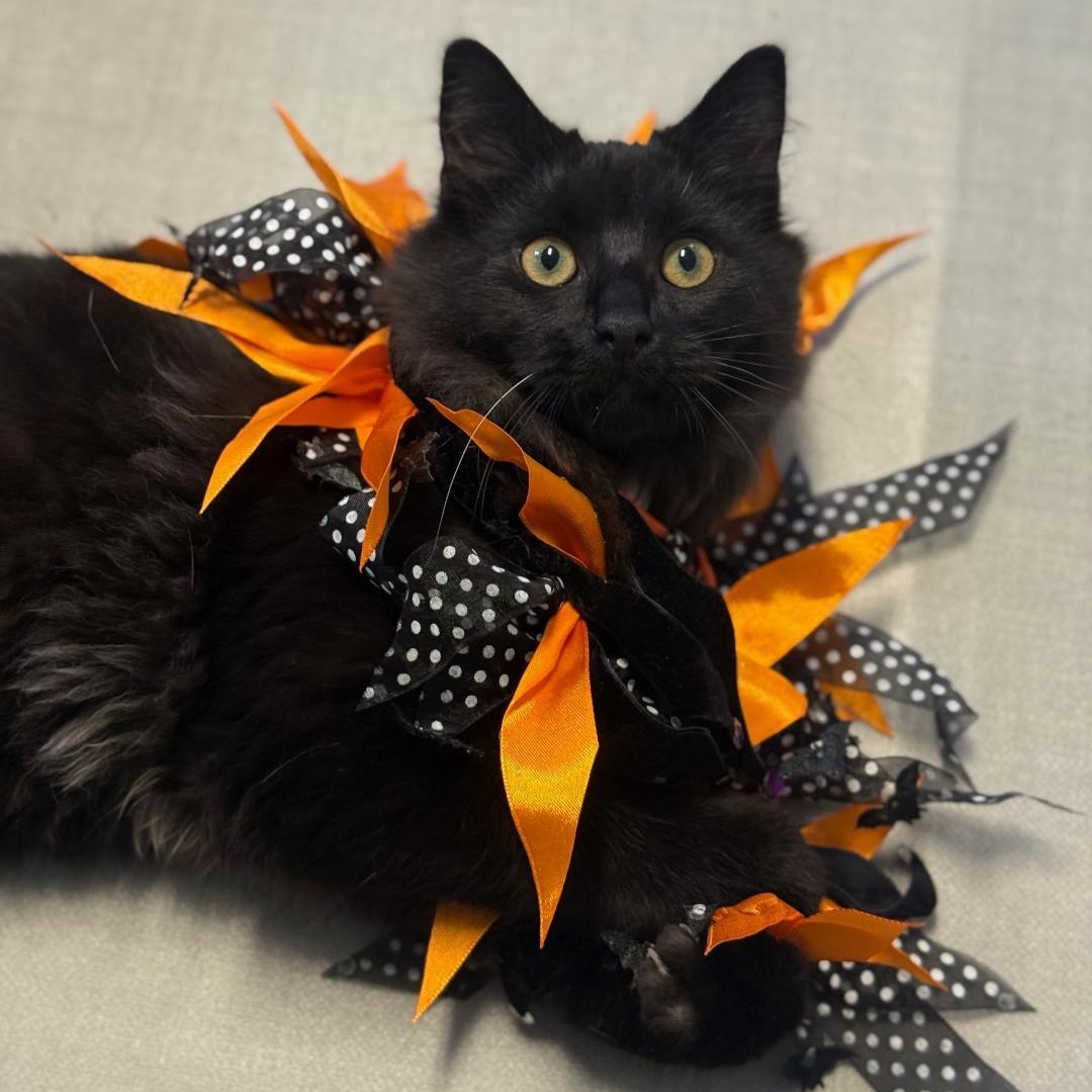 Hogan, adoptable, Young Male Domestic Short Hair.