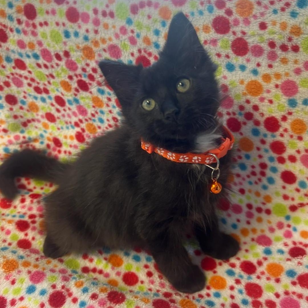 Hogan, an adoptable Domestic Short Hair in Greensburg, PA image 2/3