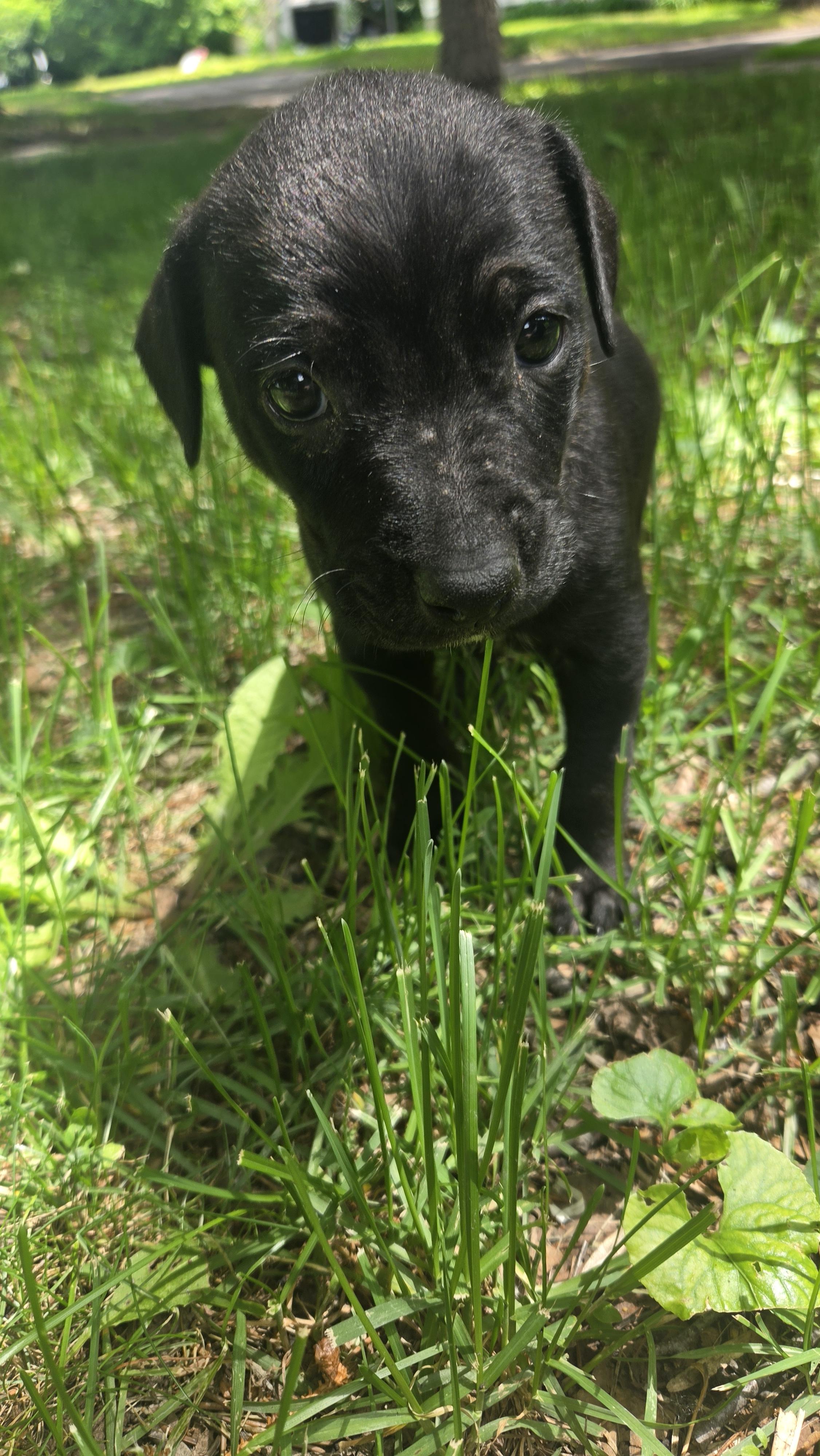Jellybean, Adoptable, Puppy Male Labrador Retriever & Boxer.