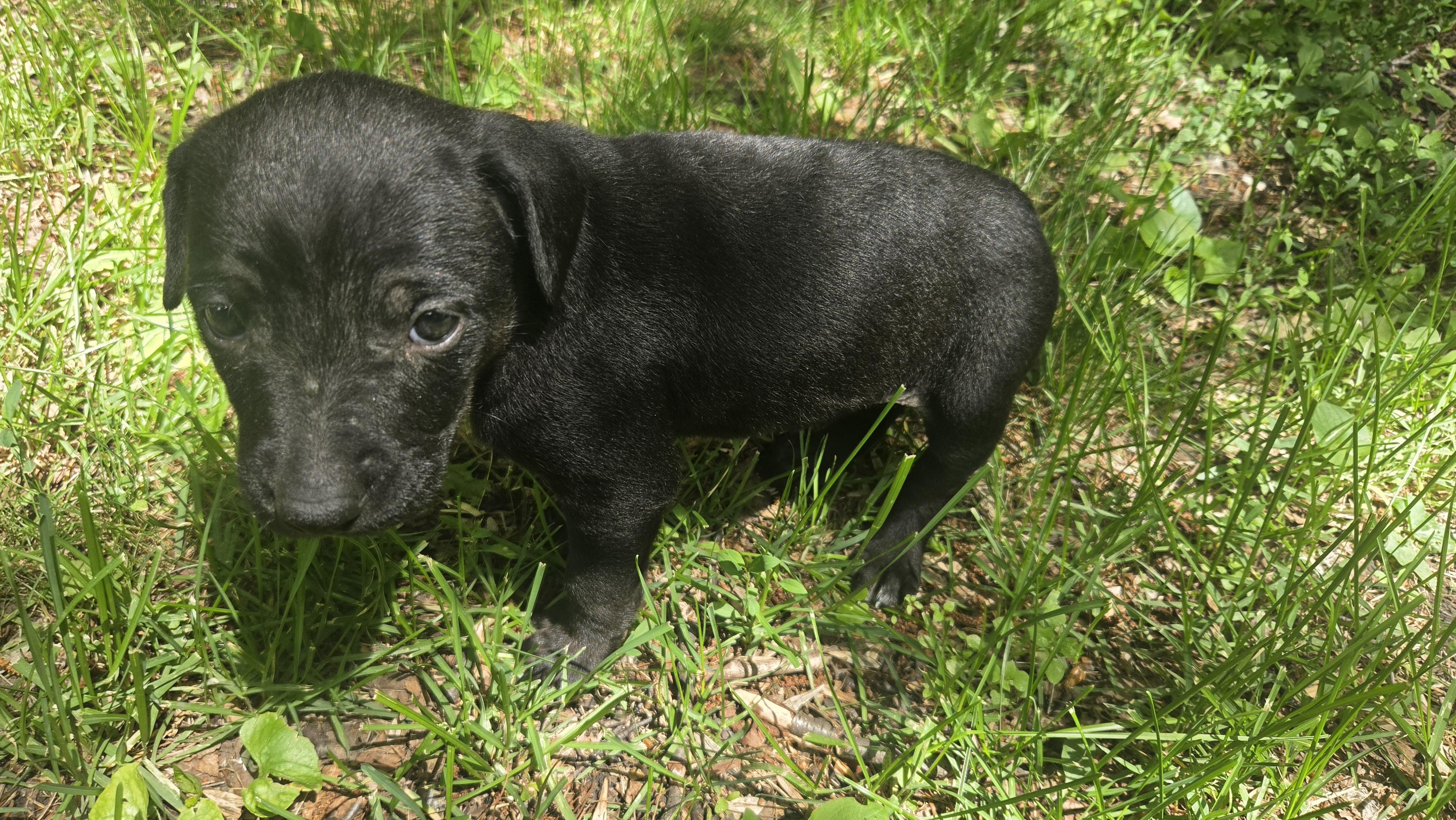 Jellybean, a Adoptable mixed breed in Crookston, MN image 2/3
