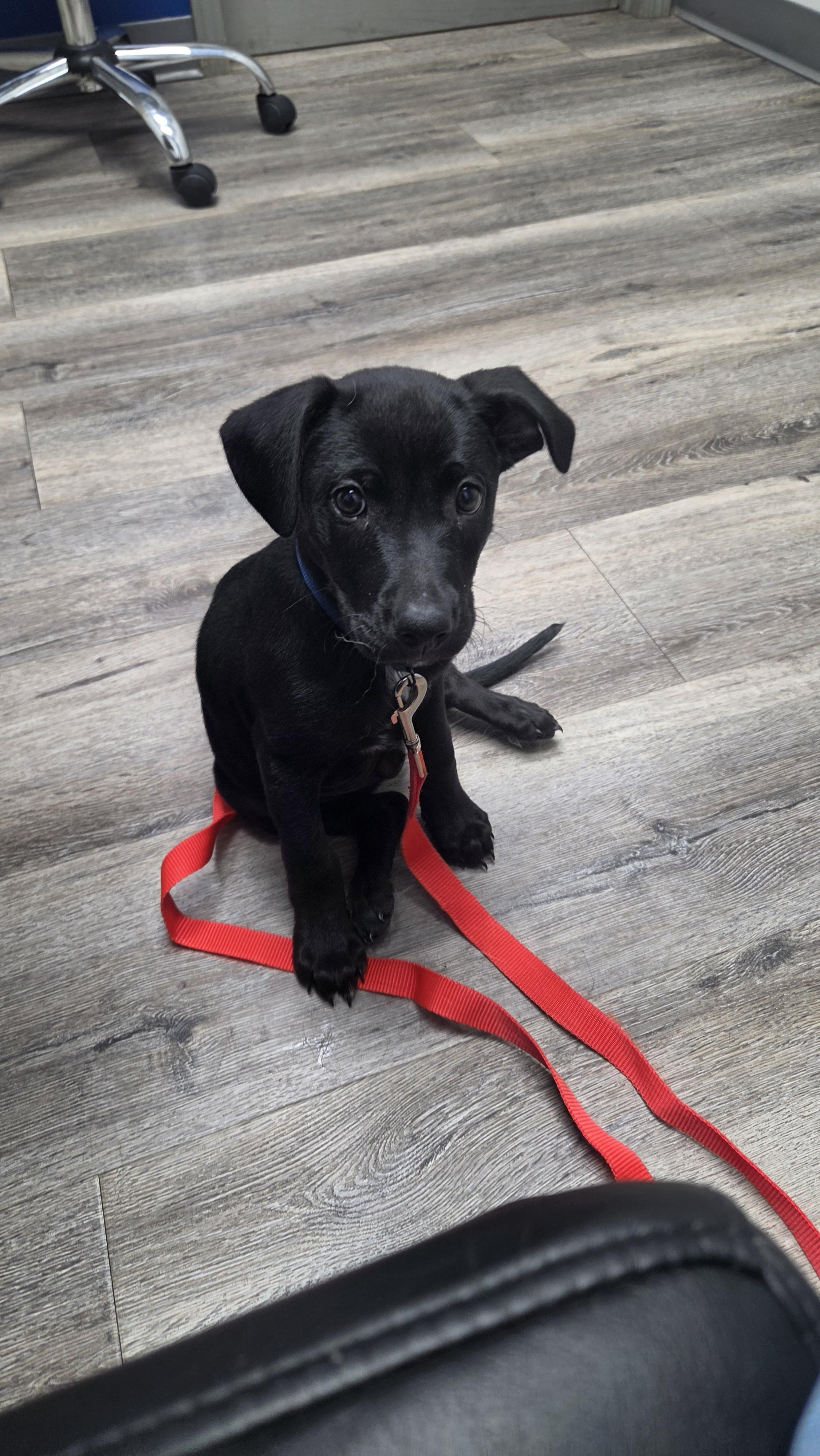Jellybean, a Adoptable mixed breed in Crookston, MN image 3/3