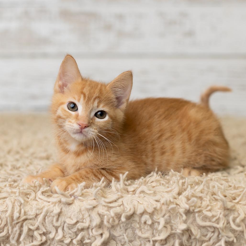 Berrt, Adoptable, Kitten Male Domestic Medium Hair.