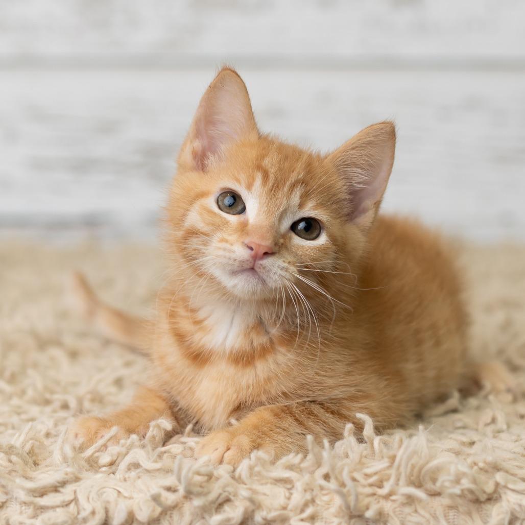 Enlarge Berrt, a Adoptable Domestic Medium Hair in St. Paul, MN image 2/6