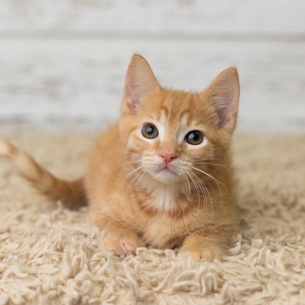 Enlarge Berrt, a Adoptable Domestic Medium Hair in St. Paul, MN image 3/6