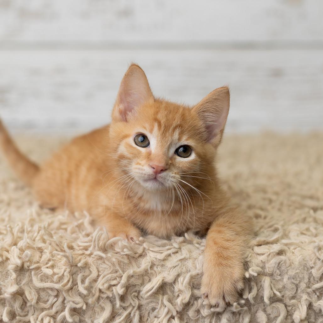 Enlarge Berrt, a Adoptable Domestic Medium Hair in St. Paul, MN image 4/6