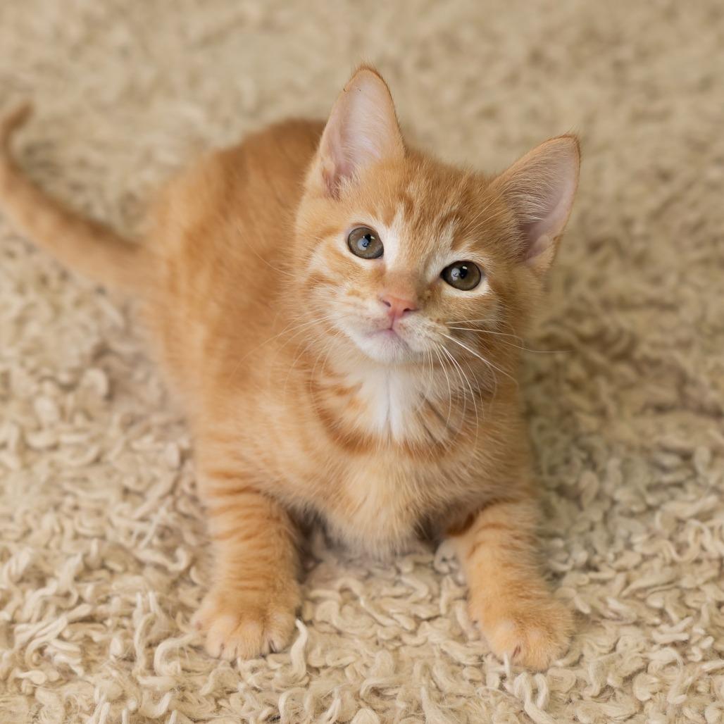 Enlarge Berrt, a Adoptable Domestic Medium Hair in St. Paul, MN image 5/6