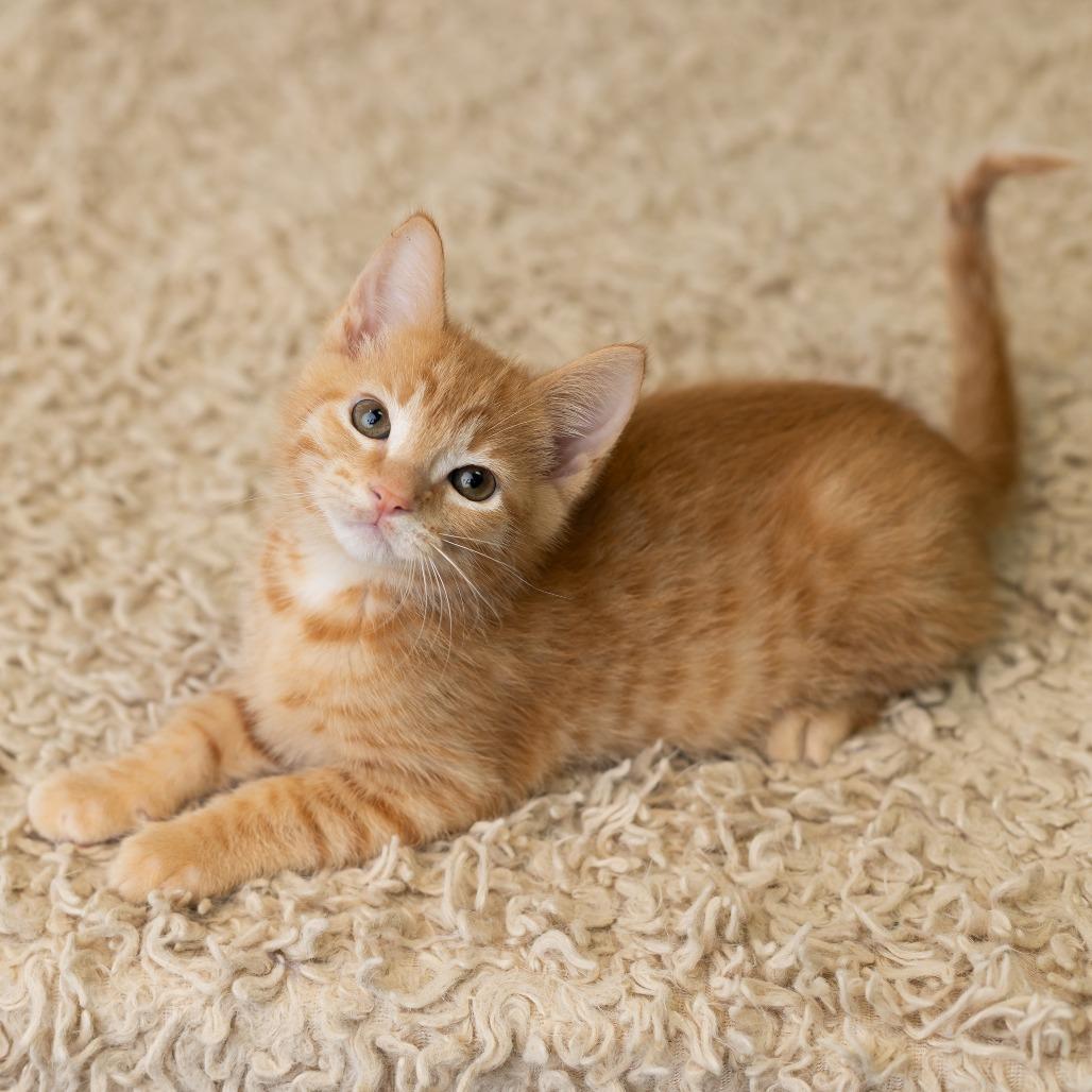 Enlarge Berrt, a Adoptable Domestic Medium Hair in St. Paul, MN image 6/6