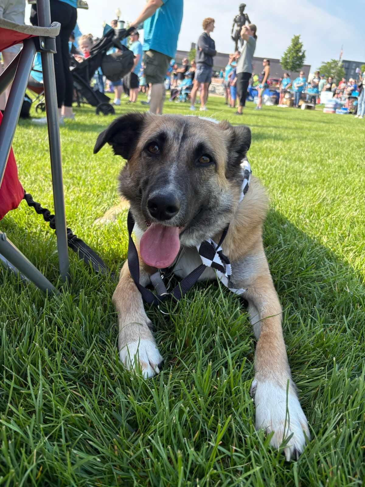 Morning Star, an adoptable Mixed Breed in Sioux Falls, SD, 57109 | Photo Image 1