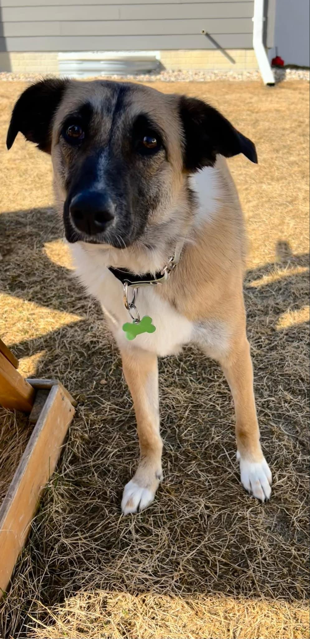 Morning Star, an adoptable Mixed Breed in Sioux Falls, SD, 57109 | Photo Image 2