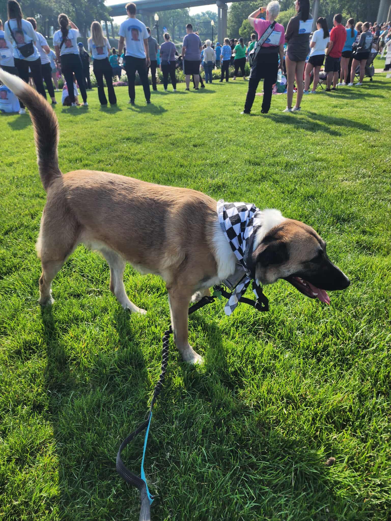 Morning Star, an adoptable Mixed Breed in Sioux Falls, SD, 57109 | Photo Image 4