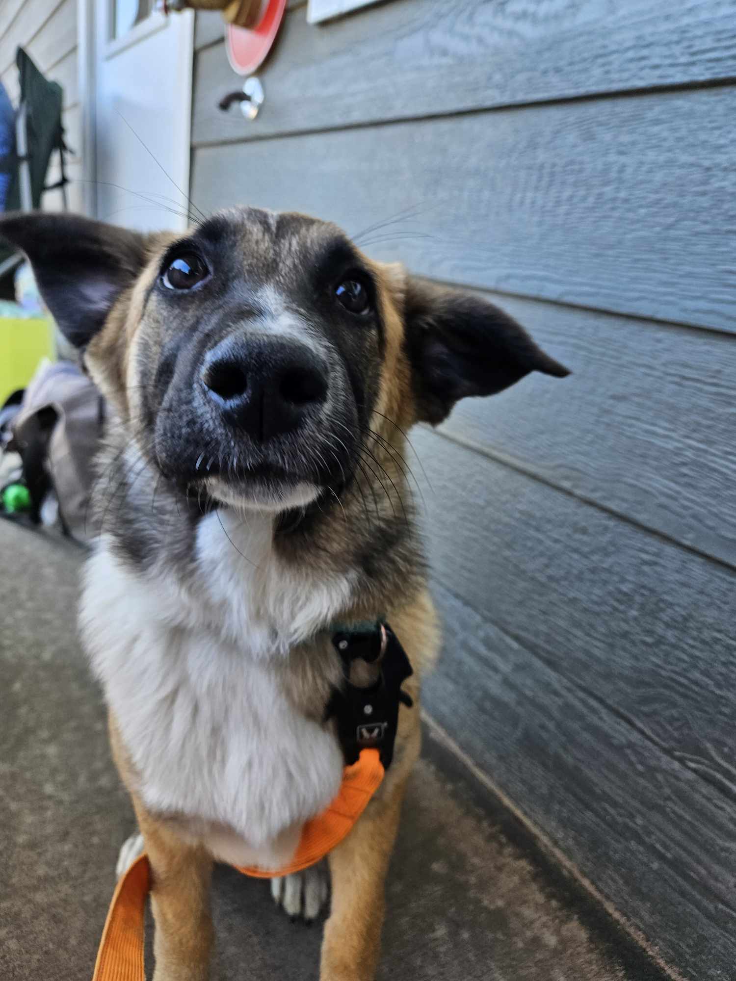 Morning Star, an adoptable Mixed Breed in Sioux Falls, SD, 57109 | Photo Image 5