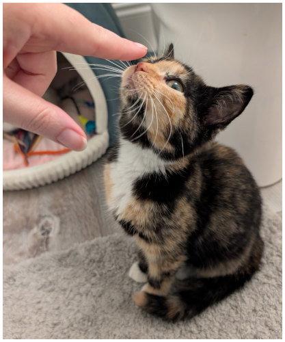 Enlarge Jolene, a Adoptable Calico in Oak Ridge, TN image 1/3