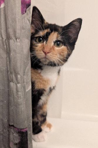 Enlarge Jolene, a Adoptable Calico in Oak Ridge, TN image 2/3