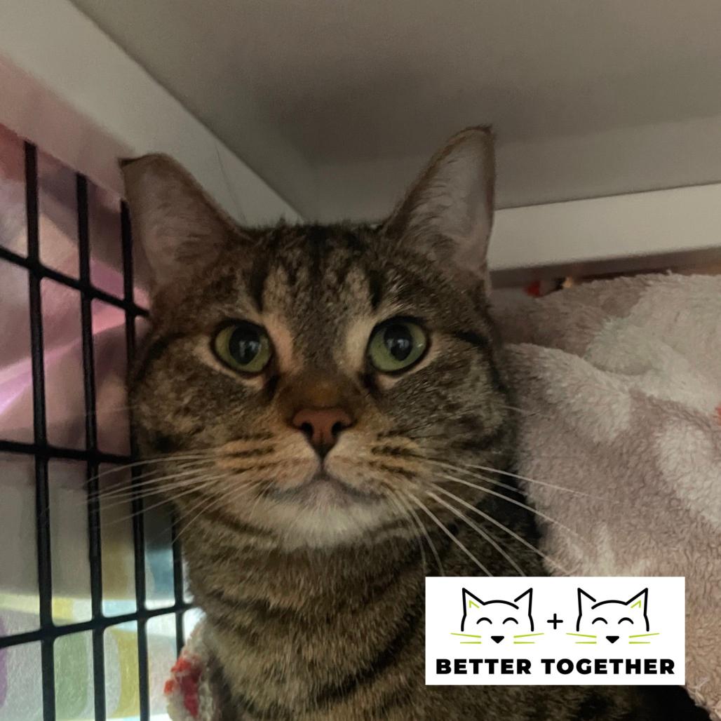 Enlarge Nacho Cheese, a Adoptable Domestic Short Hair in Chicago, IL image 1/2