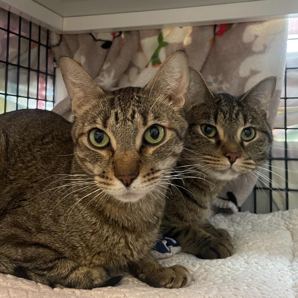 Enlarge Nacho Cheese, a Adoptable Domestic Short Hair in Chicago, IL image 2/2