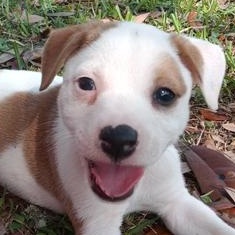 Lumi — thumbnail 6