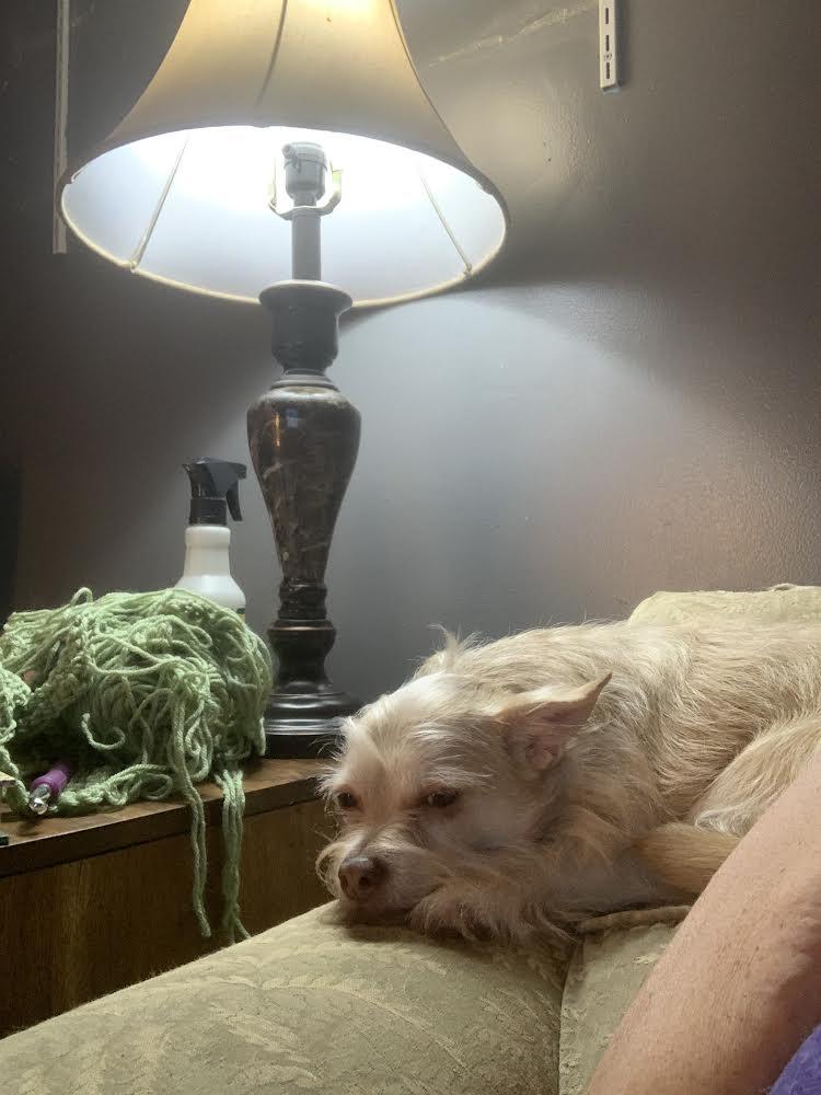 Jasper (bonded to Renesme), a Adoptable mixed breed in Newport, KY image 2/3