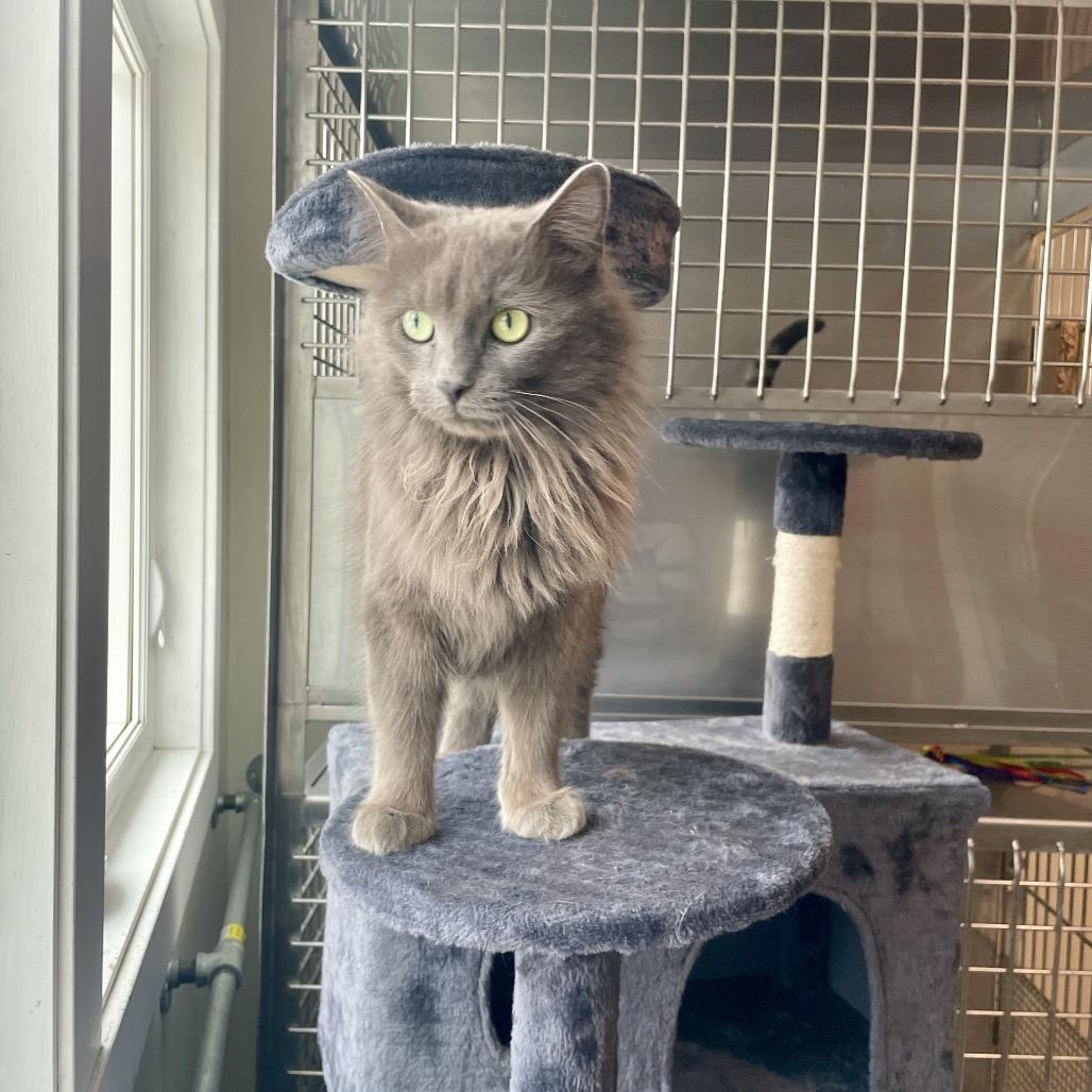 Cinder Graby, Adoptable, Adult Female Domestic Long Hair.