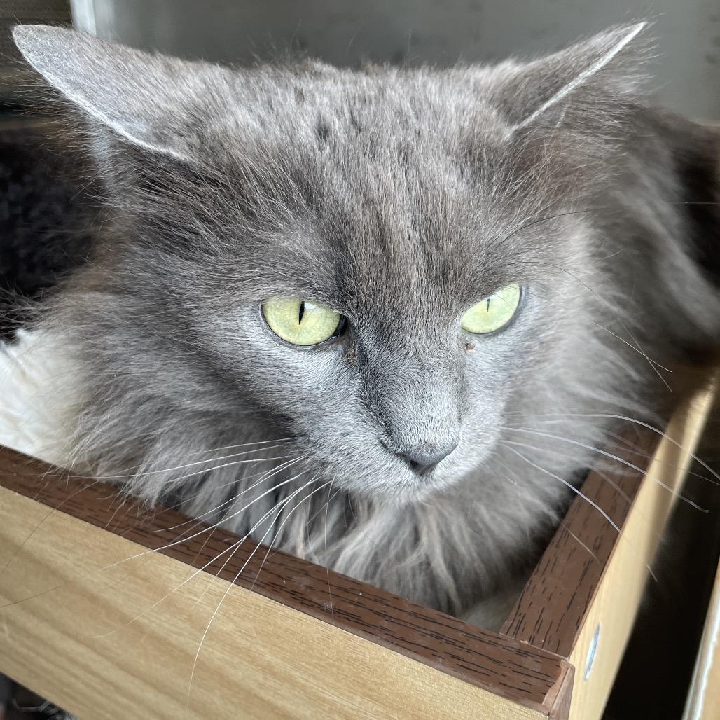 Enlarge Cinder Graby, a Adoptable Domestic Long Hair in South Haven, MI image 2/6