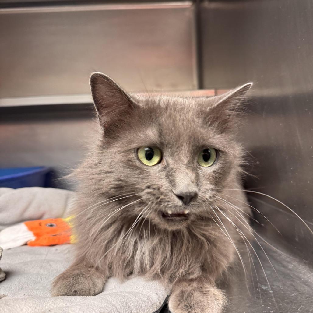 Enlarge Cinder Graby, a Adoptable Domestic Long Hair in South Haven, MI image 3/6