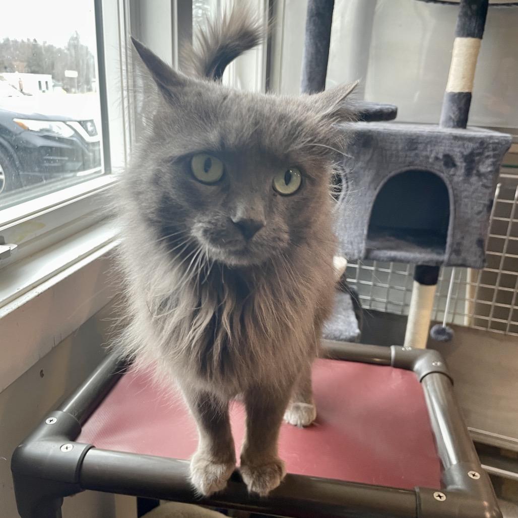 Enlarge Cinder Graby, a Adoptable Domestic Long Hair in South Haven, MI image 4/6