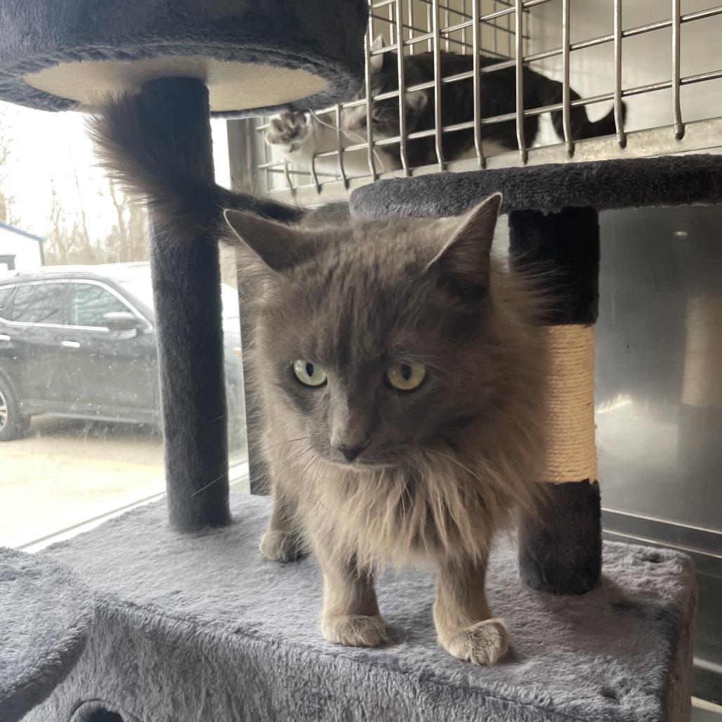 Enlarge Cinder Graby, a Adoptable Domestic Long Hair in South Haven, MI image 5/6