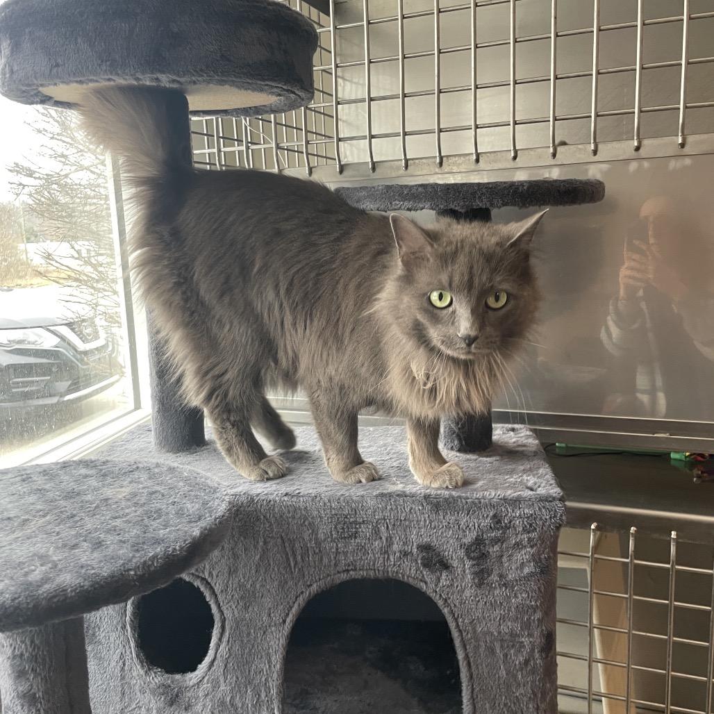 Enlarge Cinder Graby, a Adoptable Domestic Long Hair in South Haven, MI image 6/6