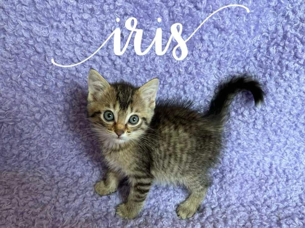 Iris, Adoptable, Young Female Domestic Short Hair.