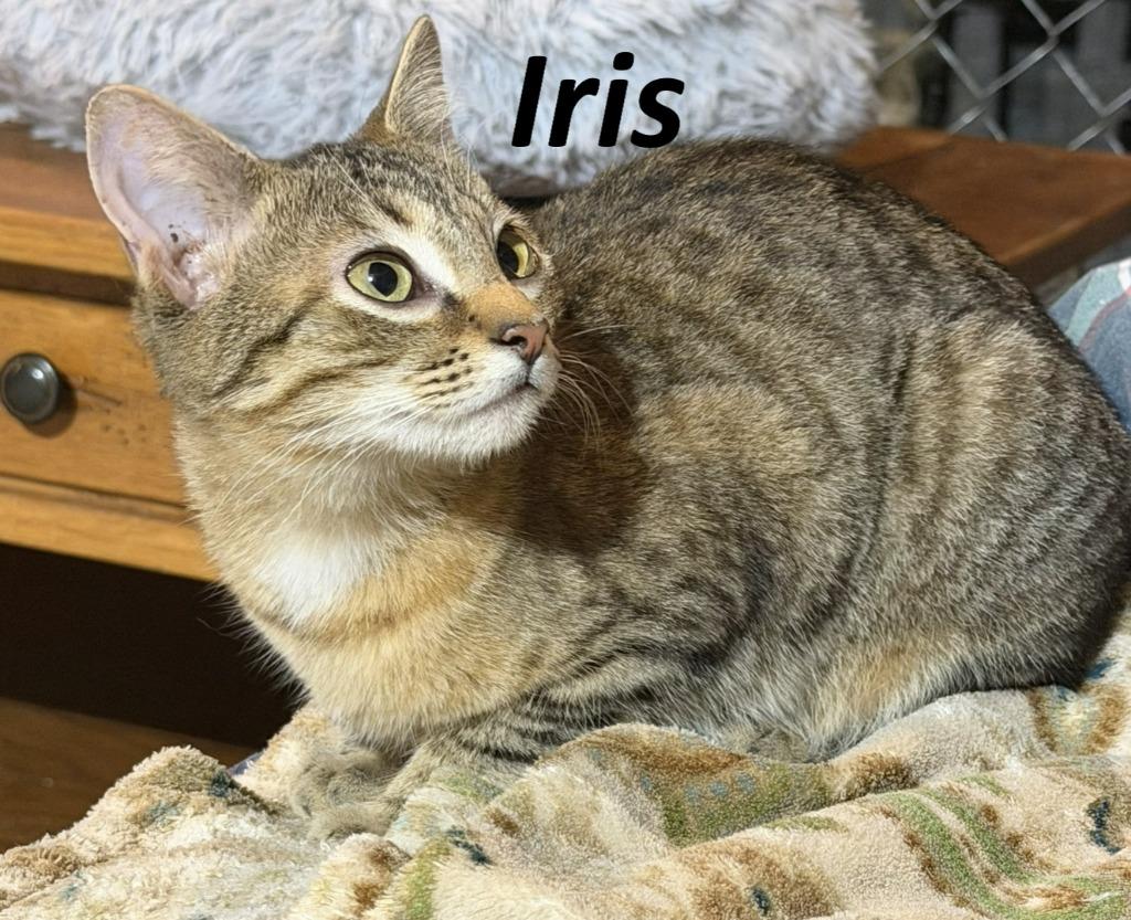 Iris, a Adoptable Domestic Short Hair in Rutherfordton, NC image 2/2