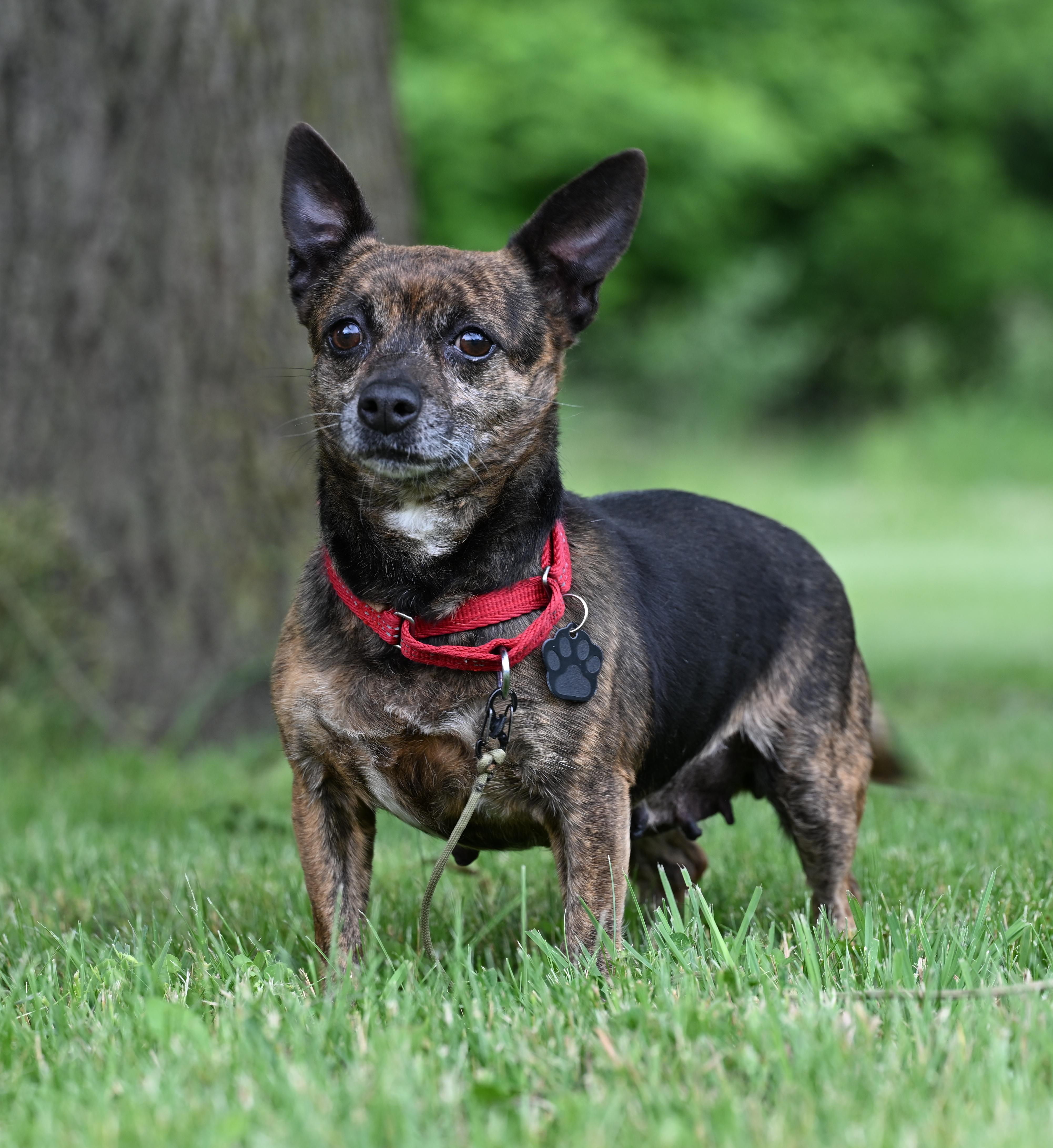 Pistol, a Adoptable mixed breed in Milford, MI image 1/2
