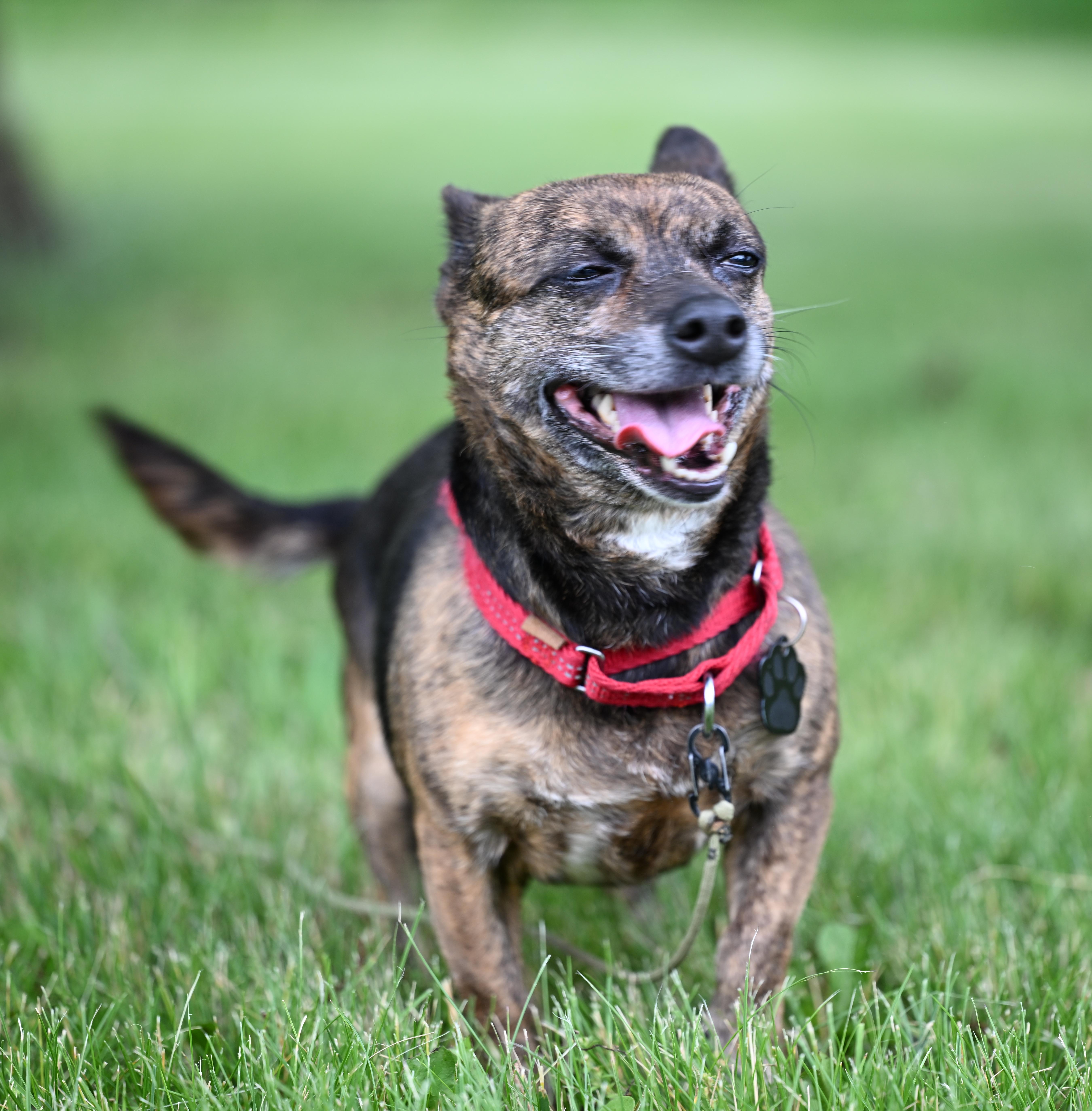Pistol, a Adoptable mixed breed in Milford, MI image 2/2