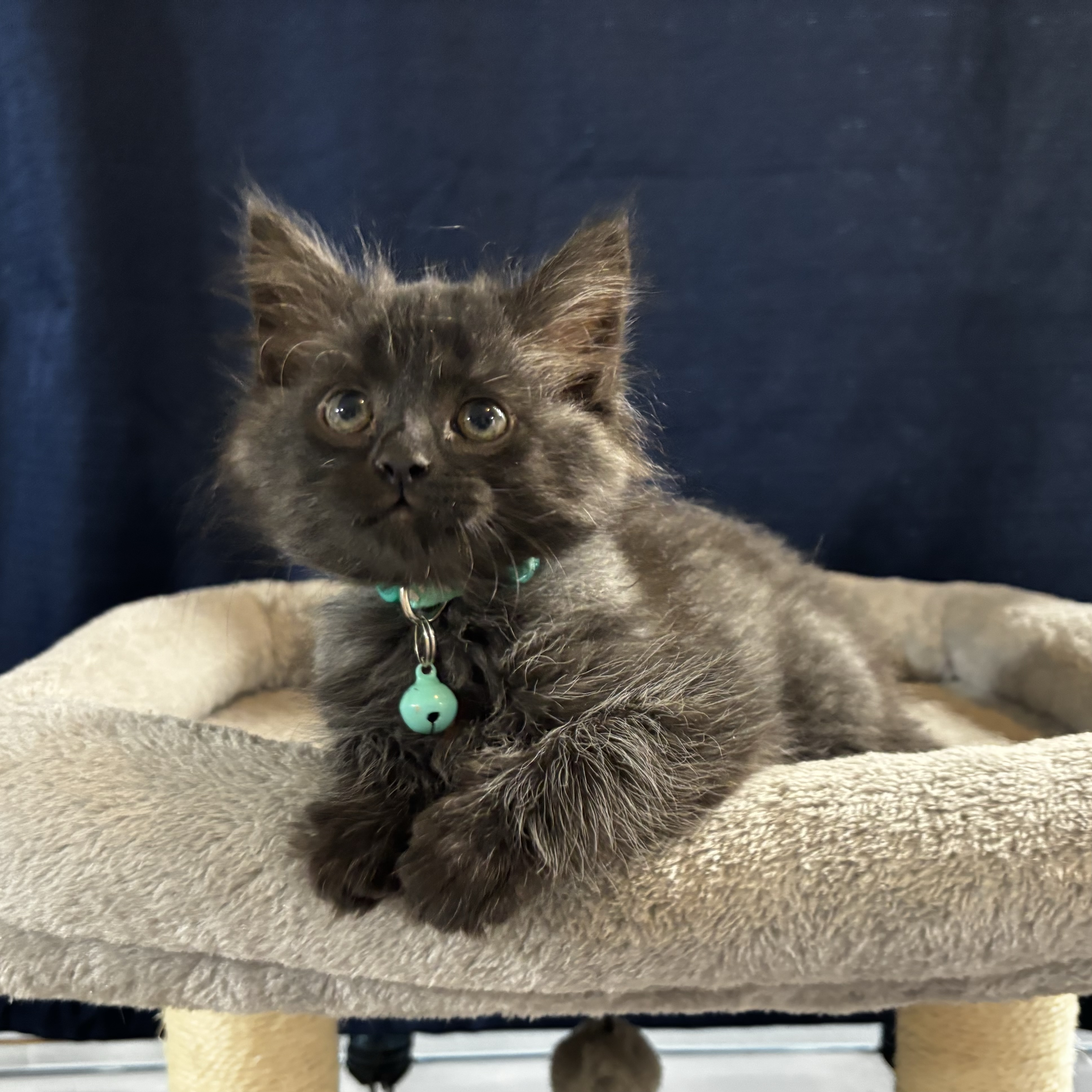 Cat for adoption Alchemy IN FOSTER, a Domestic Medium Hair in