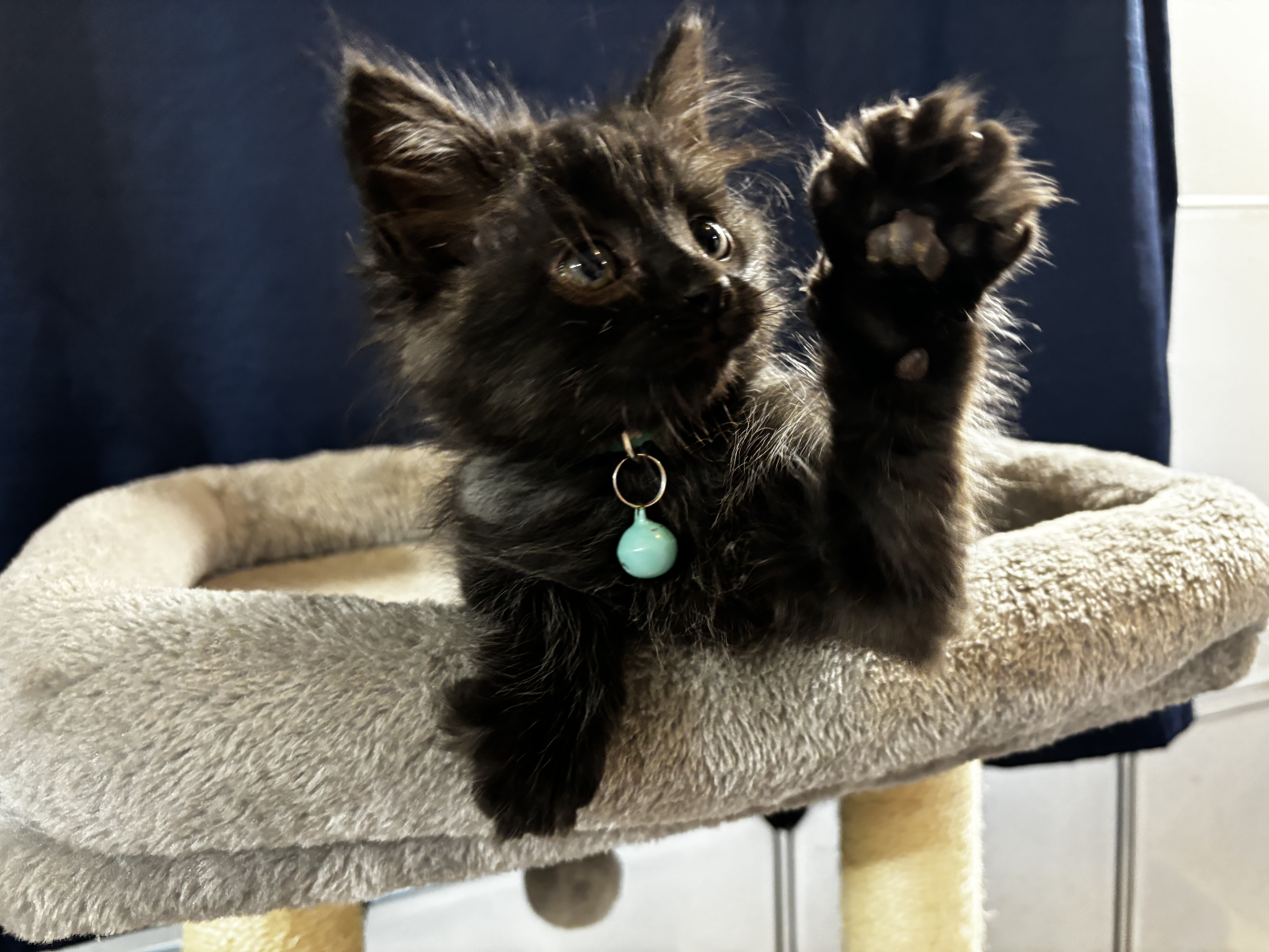 Cat for adoption Alchemy IN FOSTER, a Domestic Medium Hair in