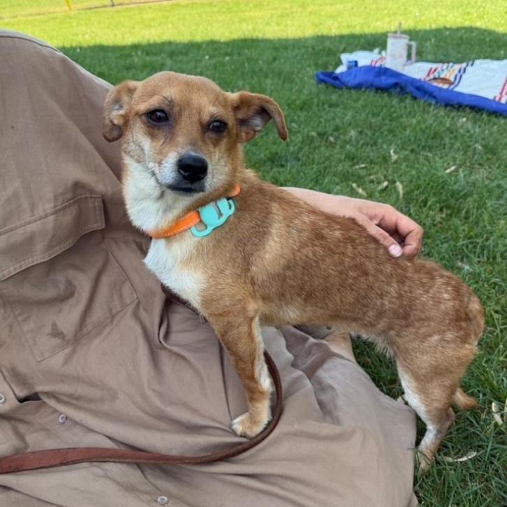 Sue, a ADOPTABLE mixed breed in Cedarburg, WI image 2/6