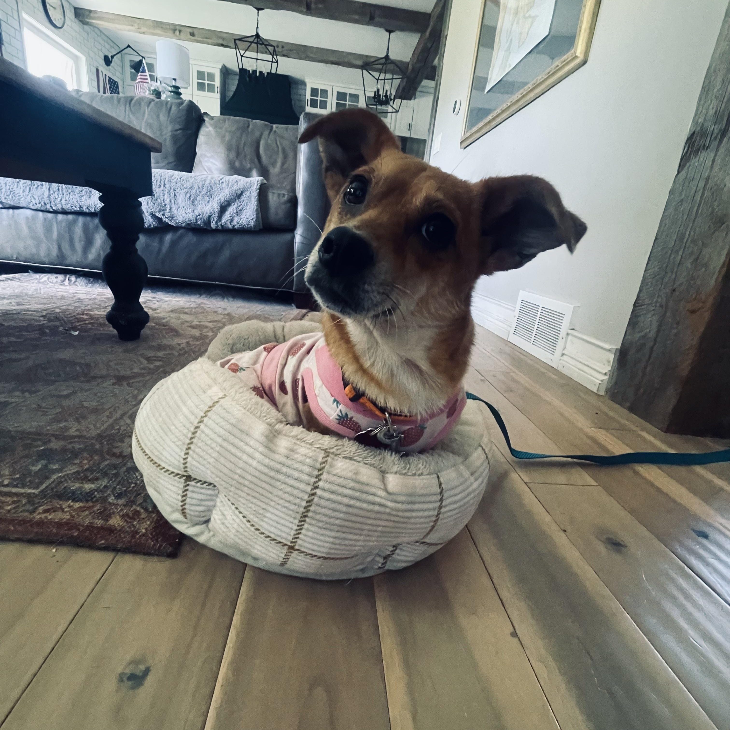 Sue, a ADOPTABLE mixed breed in Cedarburg, WI image 4/6