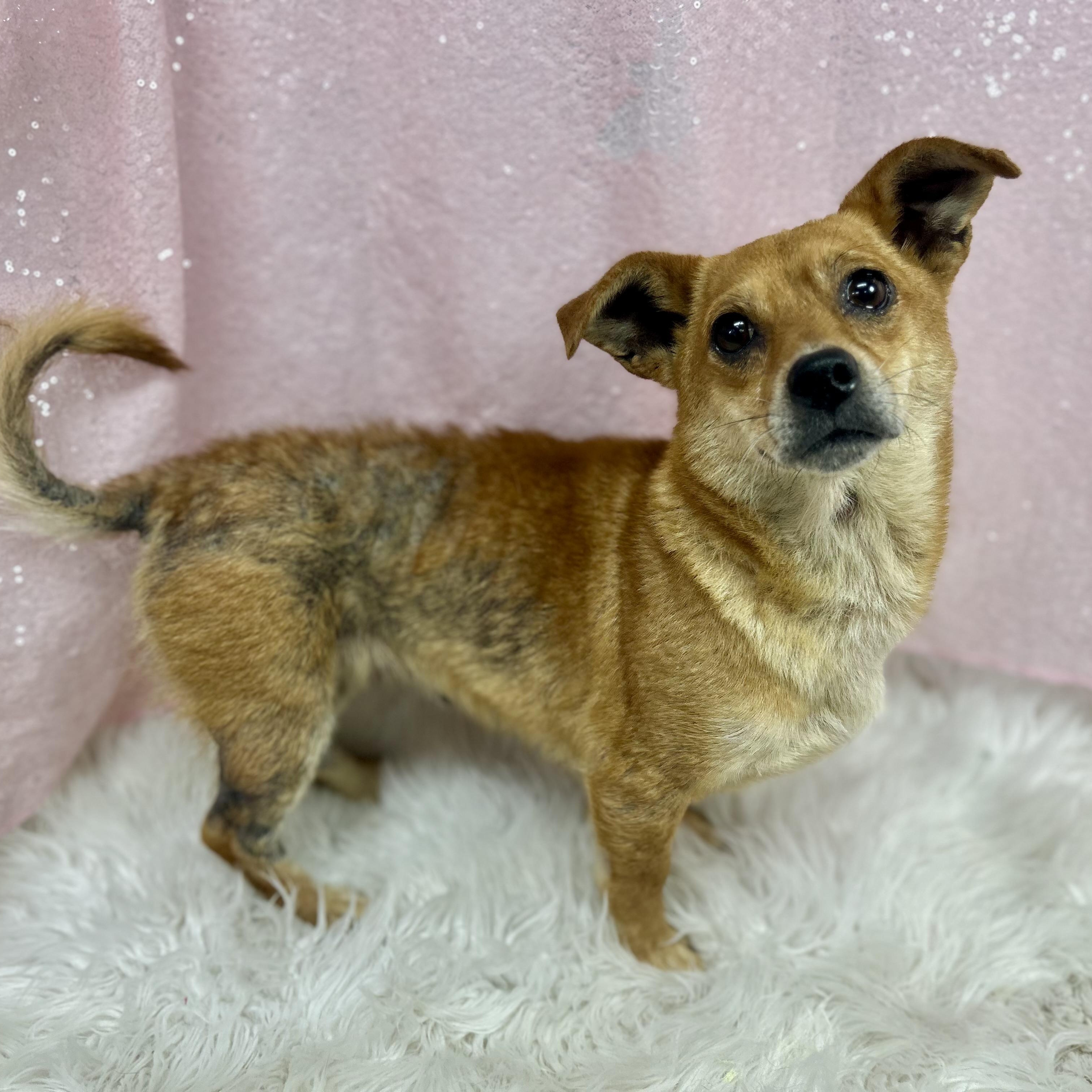 Sue, a ADOPTABLE mixed breed in Cedarburg, WI image 5/6