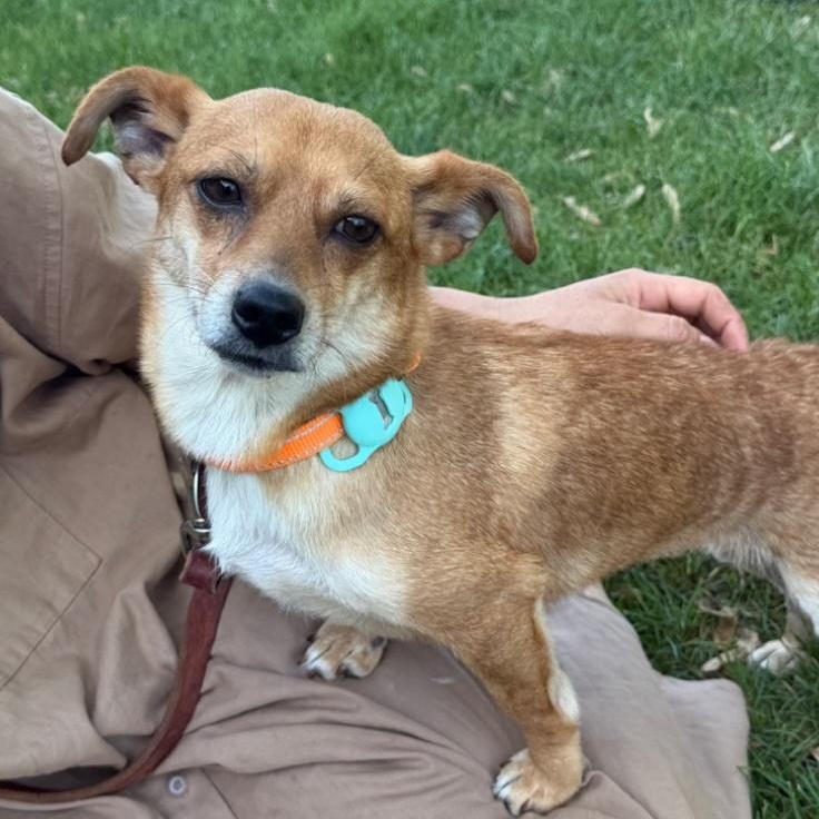 Sue, ADOPTABLE, Young Female Chihuahua & Terrier.
