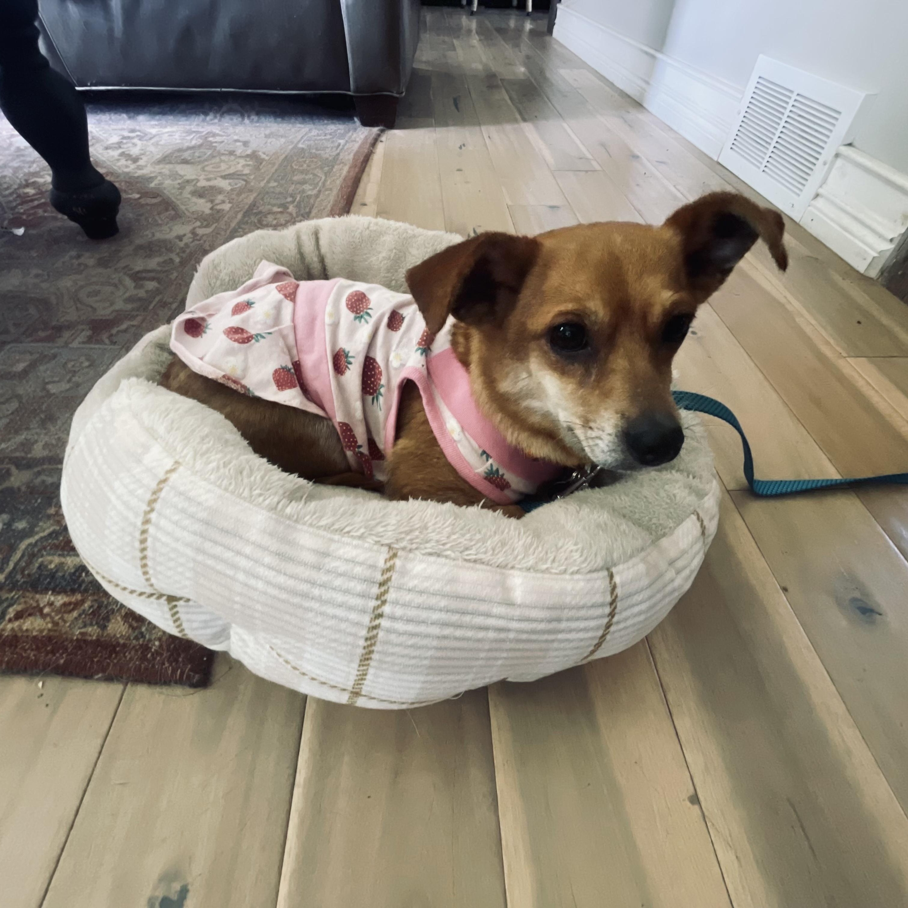 Sue, a ADOPTABLE mixed breed in Cedarburg, WI image 3/6