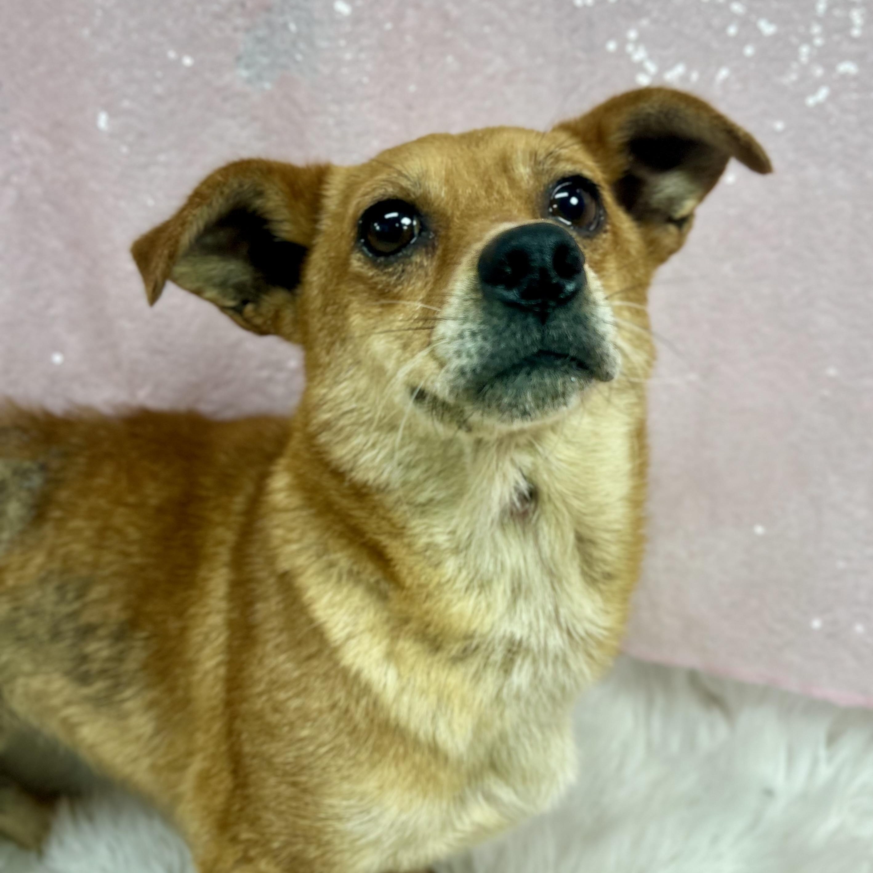 Sue, a ADOPTABLE mixed breed in Cedarburg, WI image 6/6