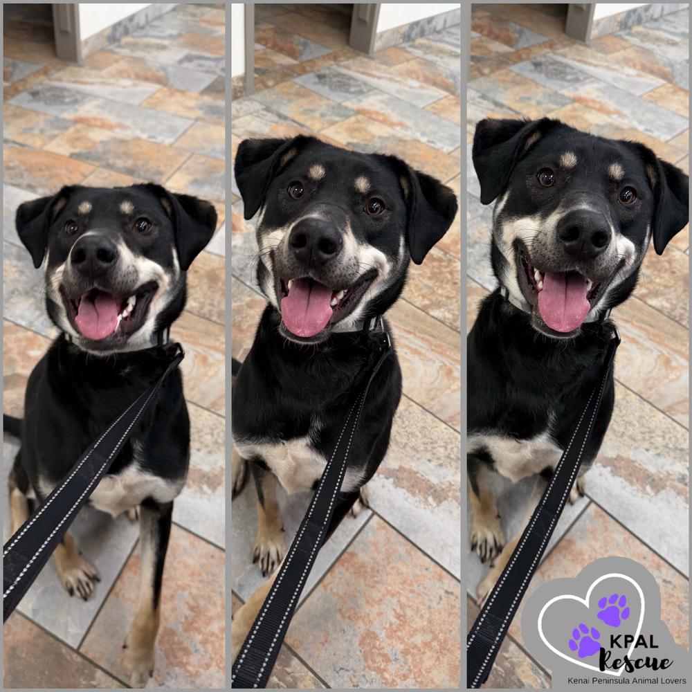 Enlarge Levis - Blue Jeans Litter, a Adoptable mixed breed in Kenai, AK image 1/6