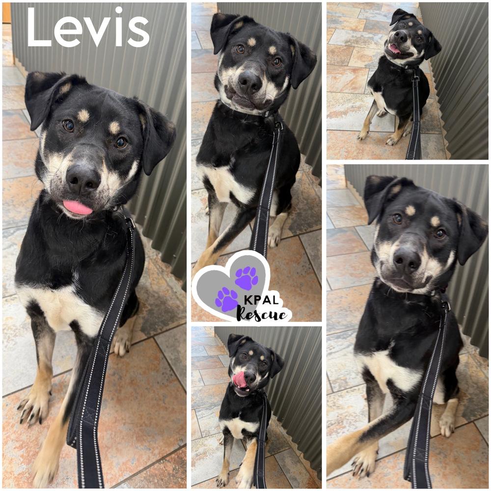 Levis - Blue Jeans Litter, Adoptable, Adult Male Australian Cattle Dog / Blue Heeler & Pit Bull Terrier.