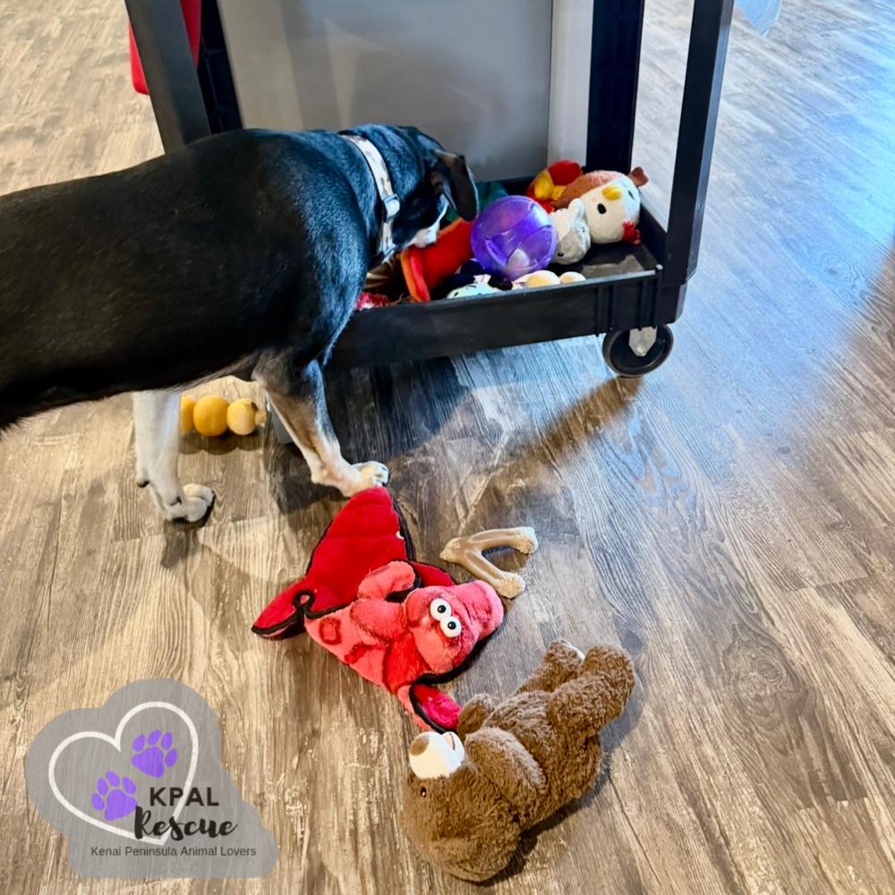 Enlarge Levis - Blue Jeans Litter, a Adoptable mixed breed in Kenai, AK image 1/6