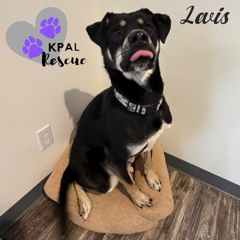 Enlarge Levis - Blue Jeans Litter, a Adoptable mixed breed in Kenai, AK image 3/6