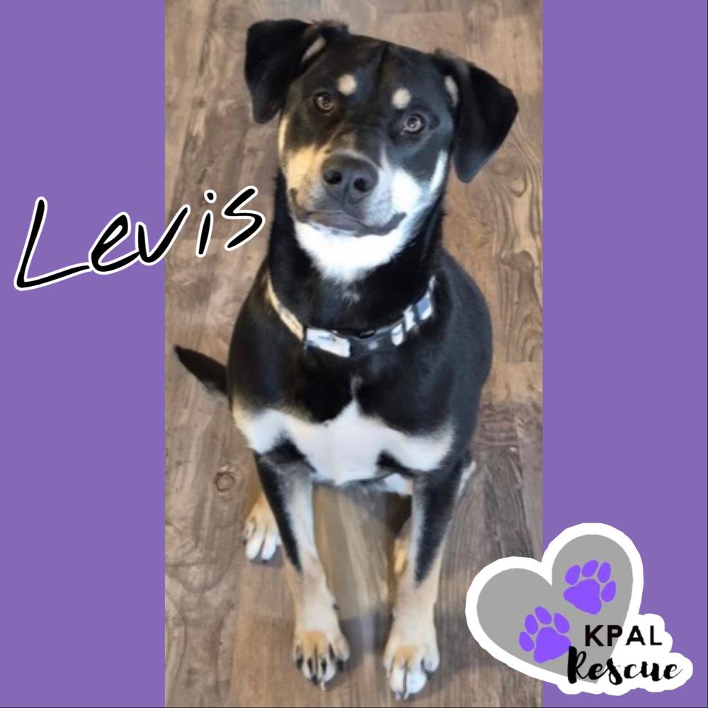 Enlarge Levis - Blue Jeans Litter, a Adoptable mixed breed in Kenai, AK image 2/6