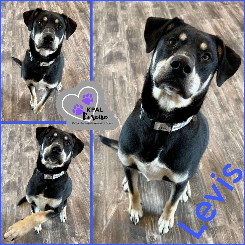 Enlarge Levis - Blue Jeans Litter, a Adoptable mixed breed in Kenai, AK image 3/6