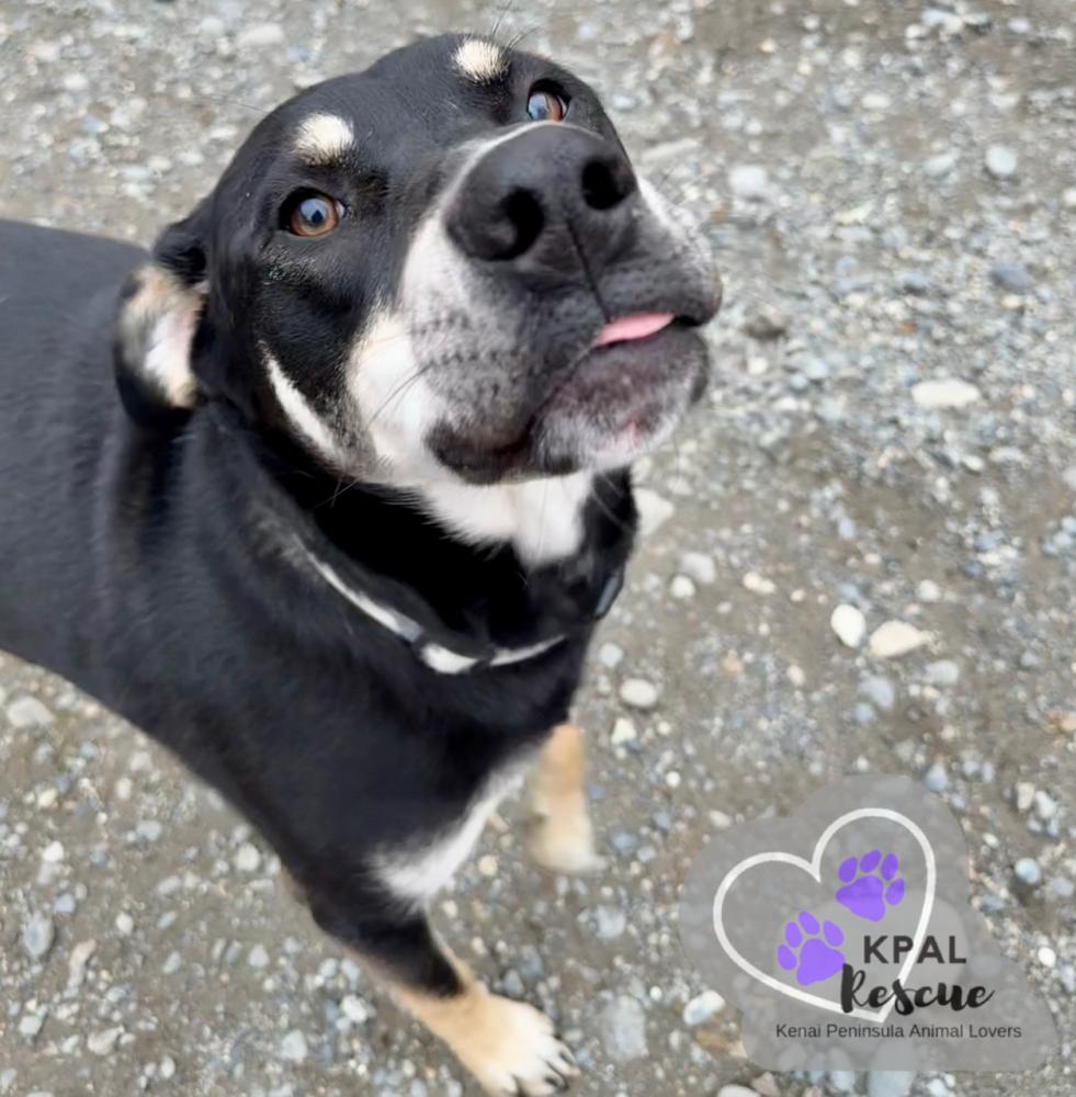 Enlarge Levis - Blue Jeans Litter, a Adoptable mixed breed in Kenai, AK image 4/6