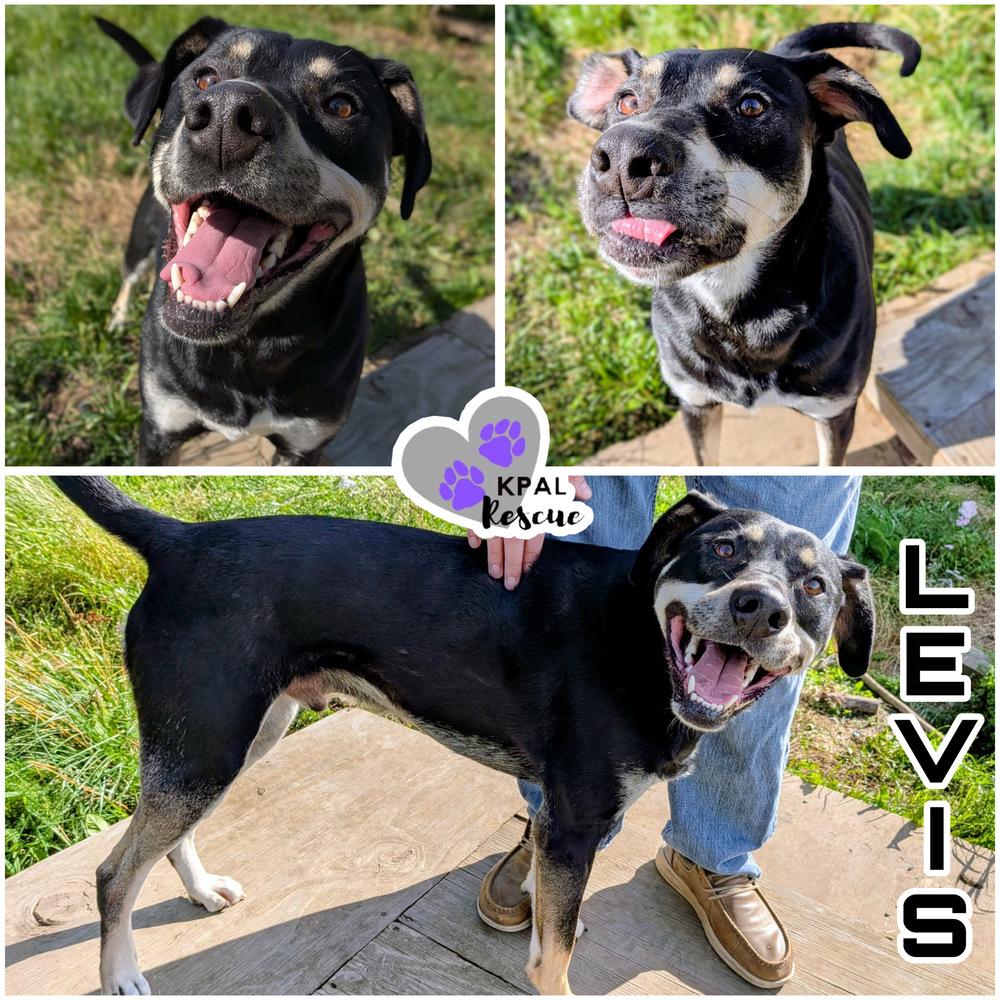 Enlarge Levis - Blue Jeans Litter, a Adoptable mixed breed in Kenai, AK image 4/6